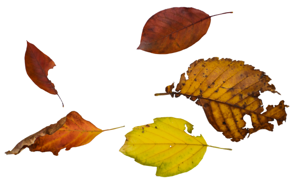 The Leafening fall leaves tree leaf foliage weeds leaf piles path ground ttrpg virtual tabletop vtt assets for battlemap in RPG roleplaying game dungeon master game master assets autumn fall seasonal